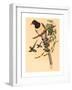 Urocissa Magnirostris-Richter & Gould-Framed Giclee Print