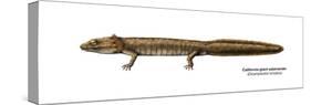 Urodele Larva, California Giant Salamander (Dicamptodon Ensatus), Amphibians-Encyclopaedia Britannica-Stretched Canvas