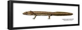 Urodele Larva, California Giant Salamander (Dicamptodon Ensatus), Amphibians-Encyclopaedia Britannica-Framed Poster