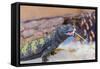 Uromastyx Lizard-Gary Carter-Framed Stretched Canvas
