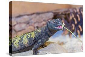 Uromastyx Lizard-Gary Carter-Stretched Canvas