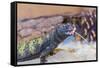 Uromastyx Lizard-Gary Carter-Framed Stretched Canvas