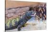 Uromastyx Lizard-Gary Carter-Stretched Canvas