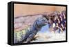 Uromastyx Lizard-Gary Carter-Framed Stretched Canvas