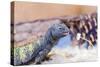 Uromastyx Lizard-Gary Carter-Stretched Canvas