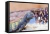 Uromastyx Lizard-Gary Carter-Framed Stretched Canvas