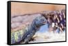 Uromastyx Lizard-Gary Carter-Framed Stretched Canvas