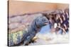 Uromastyx Lizard-Gary Carter-Stretched Canvas