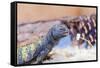 Uromastyx Lizard-Gary Carter-Framed Stretched Canvas