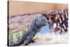 Uromastyx Lizard-Gary Carter-Stretched Canvas