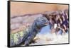 Uromastyx Lizard-Gary Carter-Framed Stretched Canvas