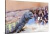 Uromastyx Lizard-Gary Carter-Stretched Canvas