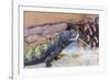 Uromastyx Lizard-Gary Carter-Framed Photographic Print