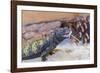 Uromastyx Lizard-Gary Carter-Framed Photographic Print