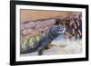 Uromastyx Lizard-Gary Carter-Framed Photographic Print