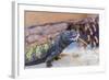 Uromastyx Lizard-Gary Carter-Framed Photographic Print