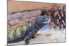 Uromastyx Lizard-Gary Carter-Mounted Photographic Print