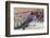 Uromastyx Lizard-Gary Carter-Framed Photographic Print