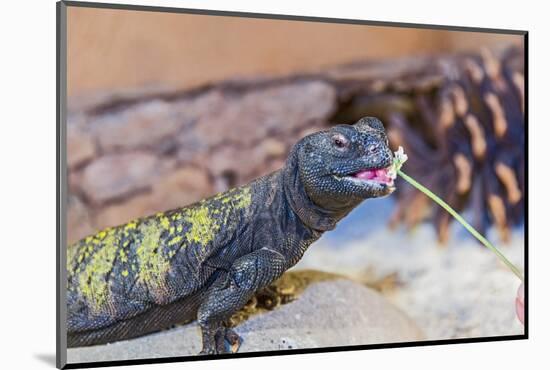 Uromastyx Lizard-Gary Carter-Mounted Photographic Print