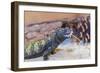 Uromastyx Lizard-Gary Carter-Framed Photographic Print