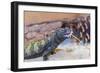 Uromastyx Lizard-Gary Carter-Framed Photographic Print