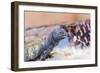 Uromastyx Lizard-Gary Carter-Framed Photographic Print