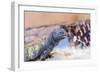 Uromastyx Lizard-Gary Carter-Framed Photographic Print