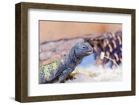 Uromastyx Lizard-Gary Carter-Framed Photographic Print