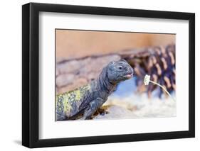 Uromastyx Lizard-Gary Carter-Framed Photographic Print