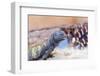 Uromastyx Lizard-Gary Carter-Framed Photographic Print