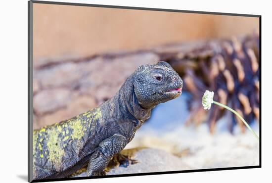 Uromastyx Lizard-Gary Carter-Mounted Photographic Print