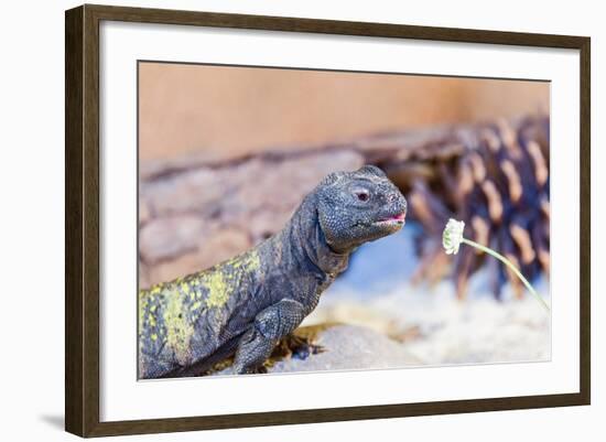 Uromastyx Lizard-Gary Carter-Framed Photographic Print