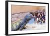 Uromastyx Lizard-Gary Carter-Framed Photographic Print