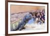 Uromastyx Lizard-Gary Carter-Framed Photographic Print