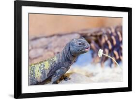 Uromastyx Lizard-Gary Carter-Framed Photographic Print