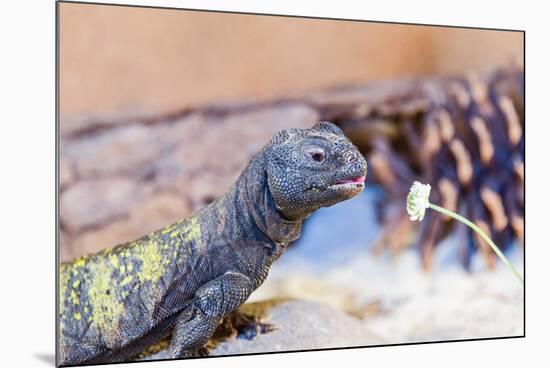 Uromastyx Lizard-Gary Carter-Mounted Photographic Print