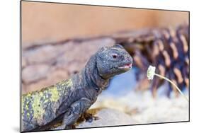 Uromastyx Lizard-Gary Carter-Mounted Photographic Print