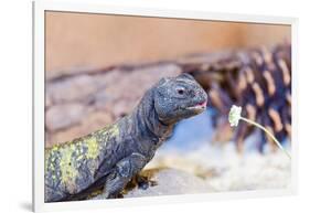 Uromastyx Lizard-Gary Carter-Framed Photographic Print