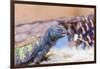 Uromastyx Lizard-Gary Carter-Framed Photographic Print