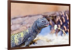 Uromastyx Lizard-Gary Carter-Framed Photographic Print