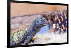 Uromastyx Lizard-Gary Carter-Framed Photographic Print