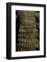 Uromastyx Ornata (Ornate Mastigure, Ornate Dabb Lizard) - Tail-Paul Starosta-Framed Photographic Print