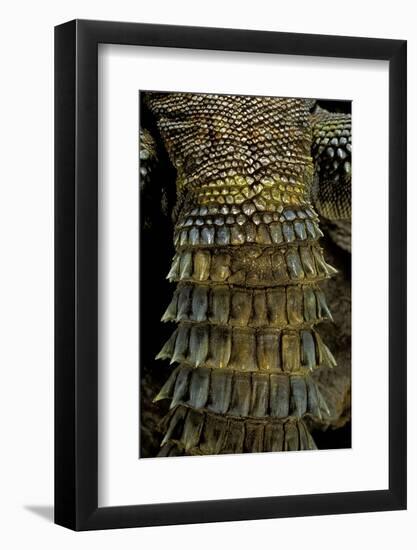 Uromastyx Ornata (Ornate Mastigure, Ornate Dabb Lizard) - Tail-Paul Starosta-Framed Photographic Print