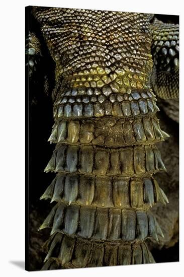 Uromastyx Ornata (Ornate Mastigure, Ornate Dabb Lizard) - Tail-Paul Starosta-Stretched Canvas