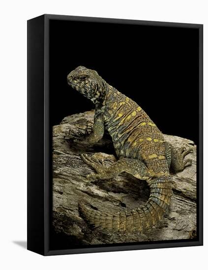 Uromastyx Ornata (Ornate Mastigure, Ornate Dabb Lizard)-Paul Starosta-Framed Stretched Canvas