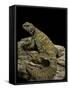 Uromastyx Ornata (Ornate Mastigure, Ornate Dabb Lizard)-Paul Starosta-Framed Stretched Canvas