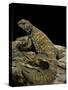 Uromastyx Ornata (Ornate Mastigure, Ornate Dabb Lizard)-Paul Starosta-Stretched Canvas