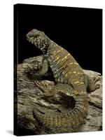 Uromastyx Ornata (Ornate Mastigure, Ornate Dabb Lizard)-Paul Starosta-Stretched Canvas