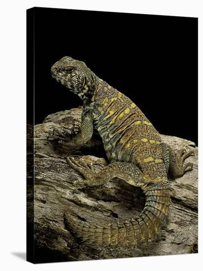 Uromastyx Ornata (Ornate Mastigure, Ornate Dabb Lizard)-Paul Starosta-Stretched Canvas