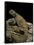 Uromastyx Ornata (Ornate Mastigure, Ornate Dabb Lizard)-Paul Starosta-Framed Stretched Canvas